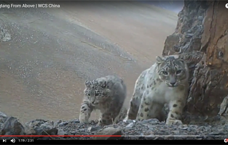 snow leopard video